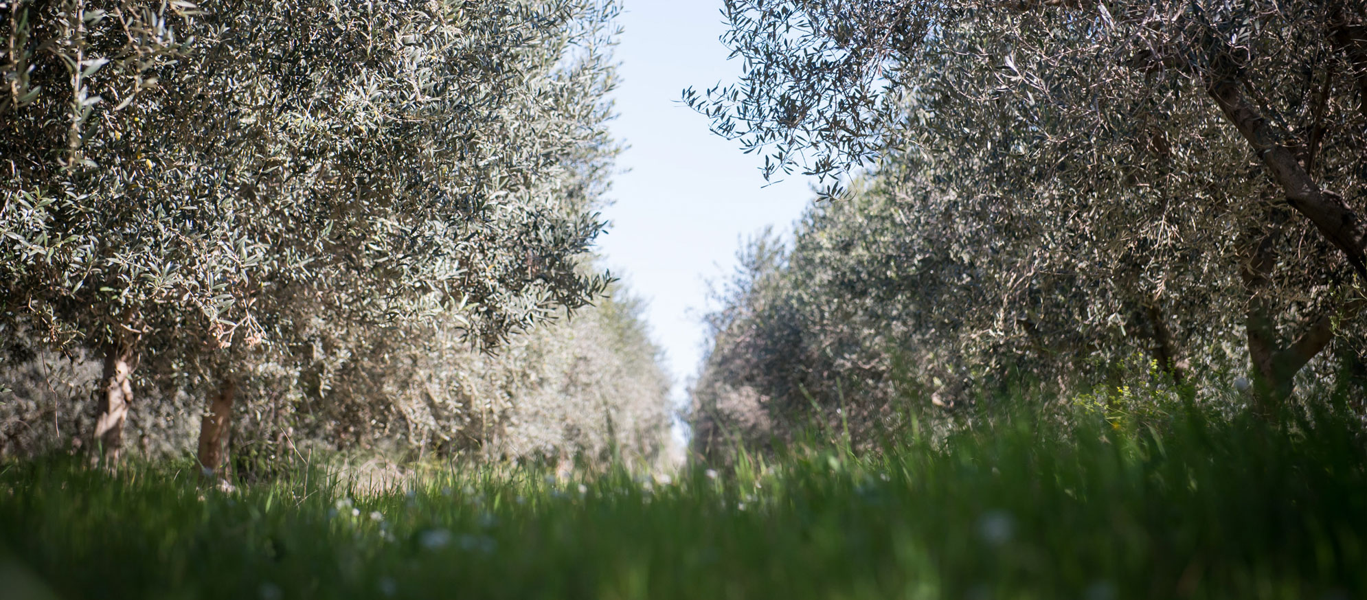 Finca Lo Muró