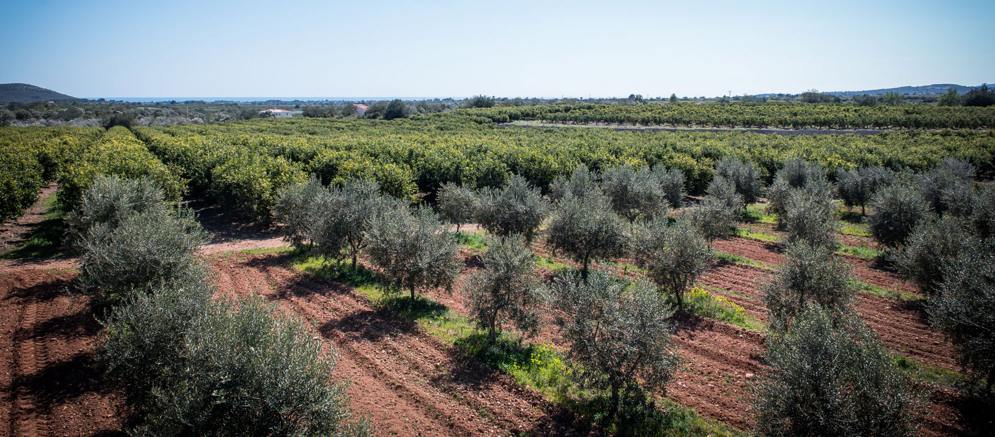 Camp d'oliveres del Maestrat