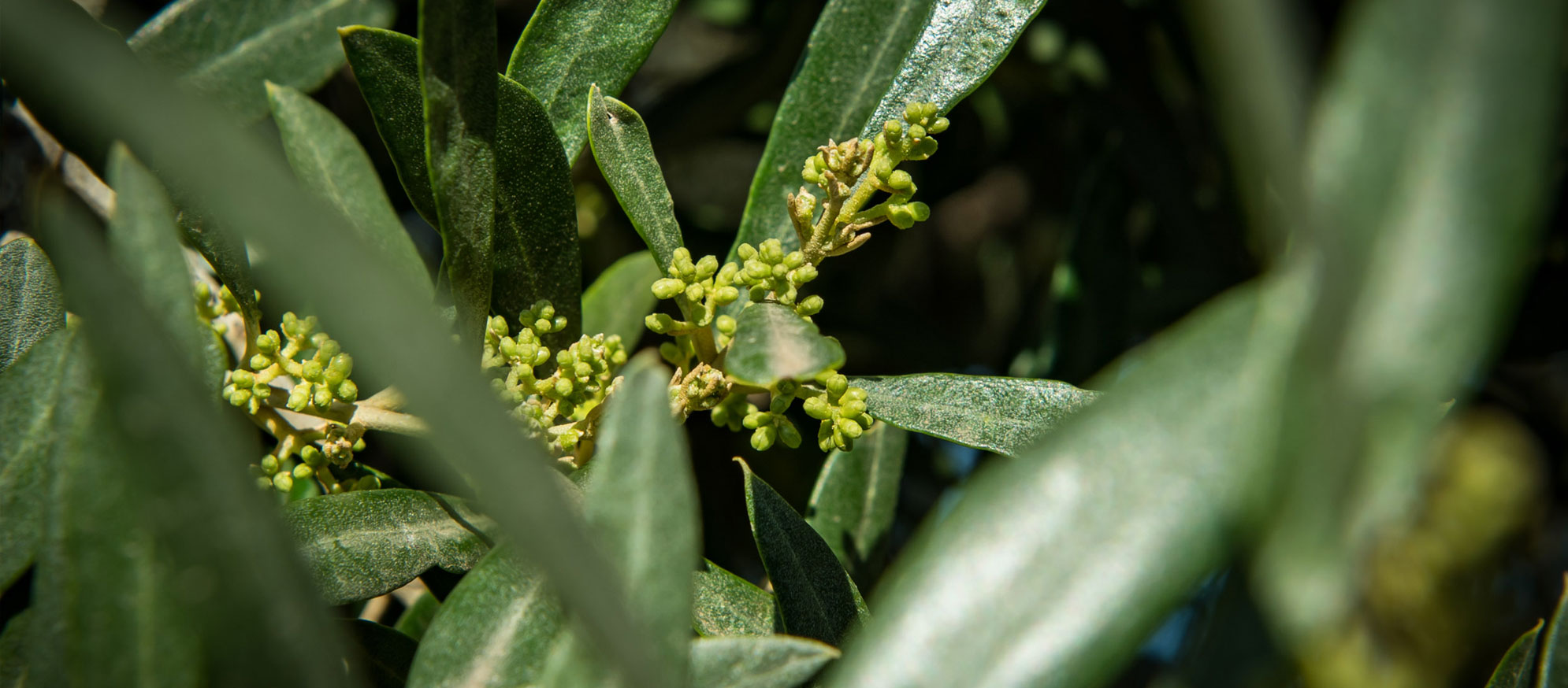 Flor de l’olivera