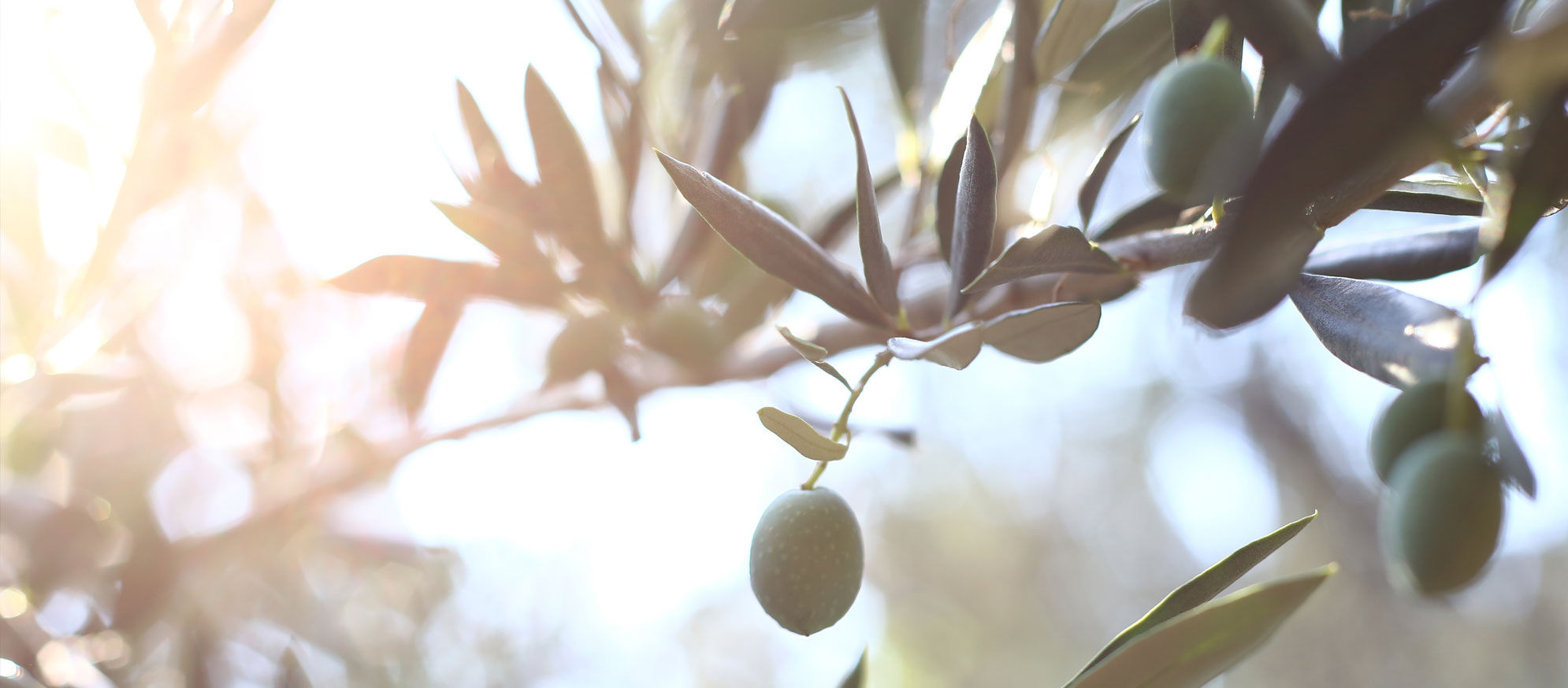 Finca El Poubonet