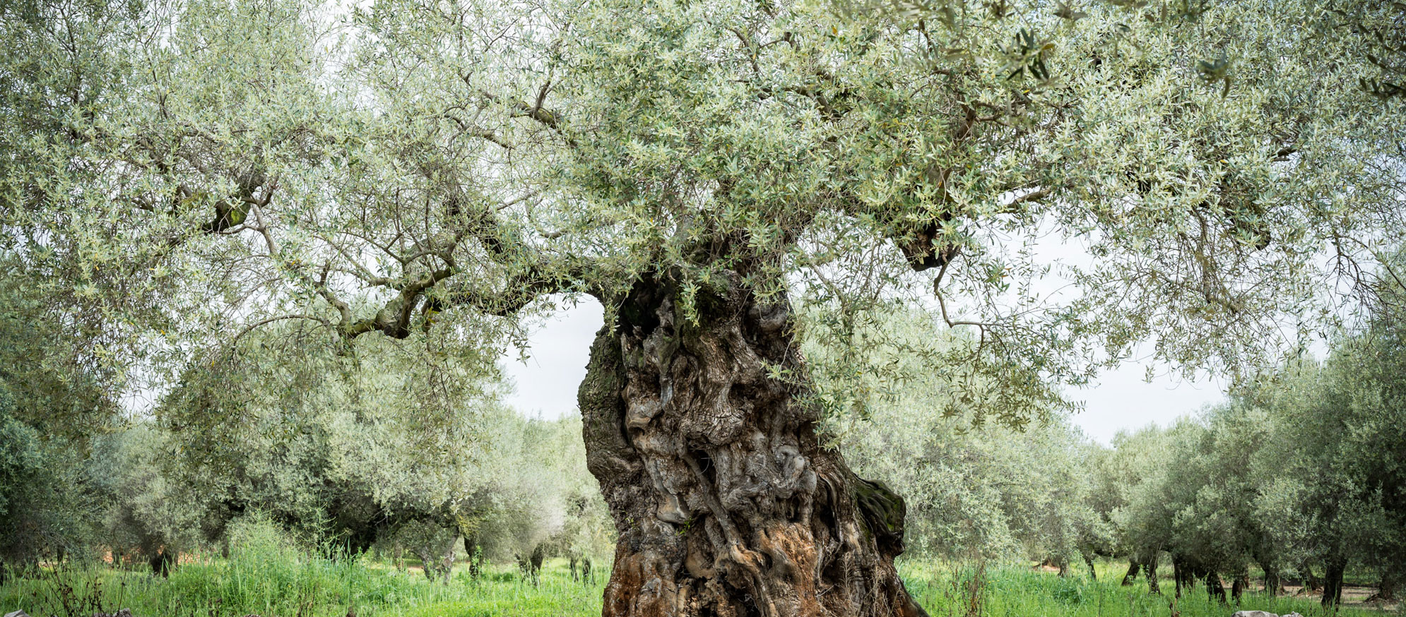 Olivera mil·lenària en un olivar