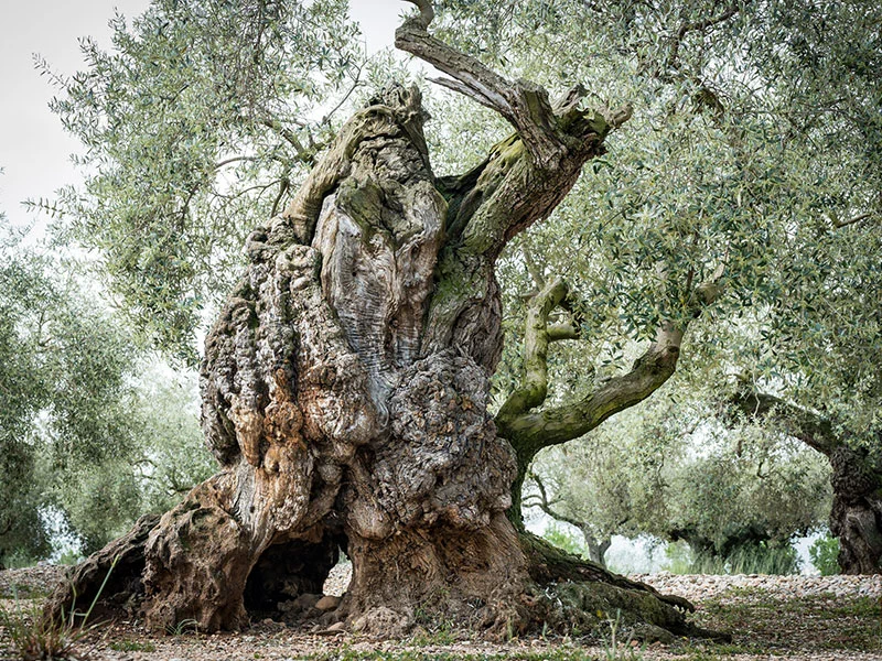 Visita a les oliveres mil·lenàries, cata d'oli i visita a l'Almàssera Cervol · foto 1